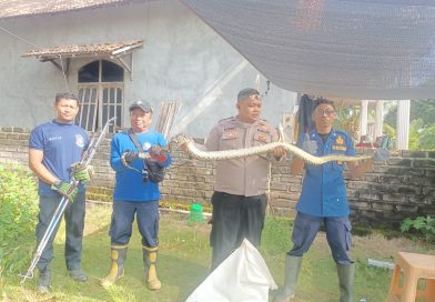 Respon Cepat Call Center 110, Polsek Brondong Evakuasi Ular Sanca 2 Meter Masuk Rumah Warga Sidomukti