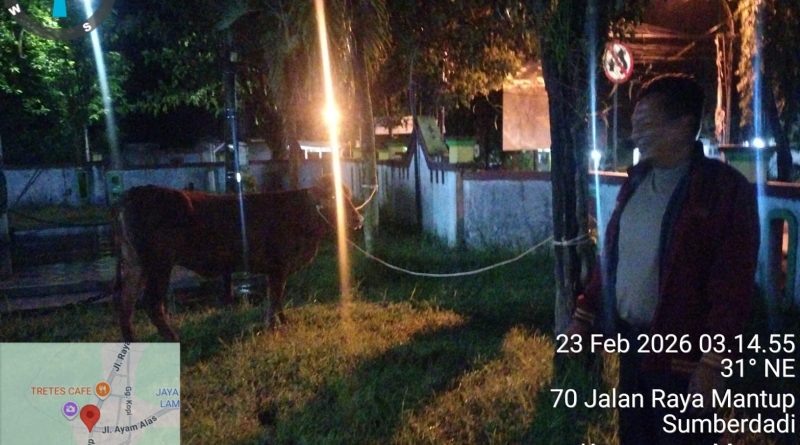 Tak Sampai Sehari, Polsek Mantup Amankan dan Kembalikan Sapi Limosin Lepas ke Pemilik Tak Sampai Sehari, Polsek Mantup Amankan dan Kembalikan Sapi Limosin Lepas ke Pemilik