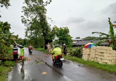 Quick Respon Polsek Sambeng Bersama Warga Tangani Pohon Tumbang di Jalan Raya Sambeng Desa Ardirejo
