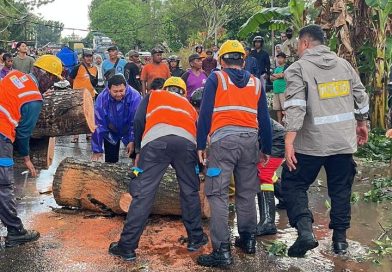 Polsek Paciran Sigap Evakuasi Pohon Tumbang di Jalan Raya Blimbing Polsek Paciran Sigap Evakuasi Pohon Tumbang di Jalan Raya Blimbing