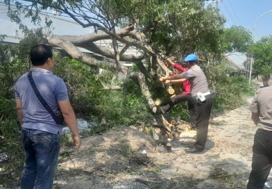Respon Cepat Polsek Deket Evakuasi Pohon Tumbang, Arus Lalu Lintas Kembali Lancar Respon Cepat Polsek Deket Evakuasi Pohon Tumbang, Arus Lalu Lintas Kembali Lancar